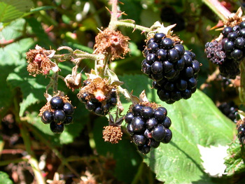 Blackberries.JPG