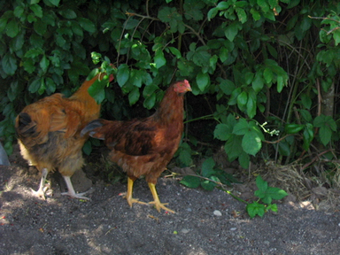 Chickens098