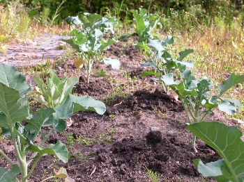 garden_broc.JPG