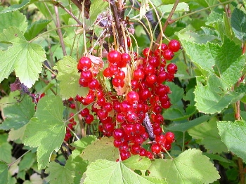 garden_currants.JPG