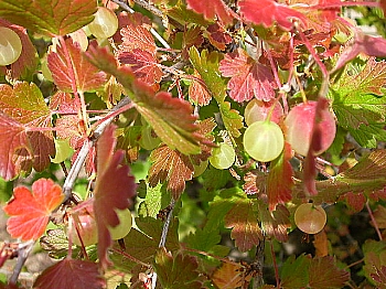 garden_gooseberries.JPG