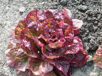 garden_lettuce.JPG