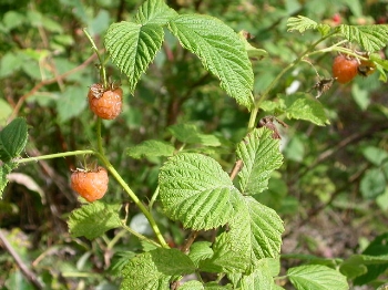 garden_rasp.JPG