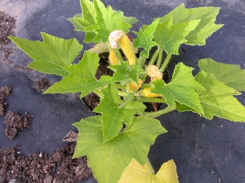 garden_squash.JPG